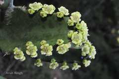 Euphorbia vajravelui